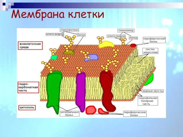 Мембрана клетки