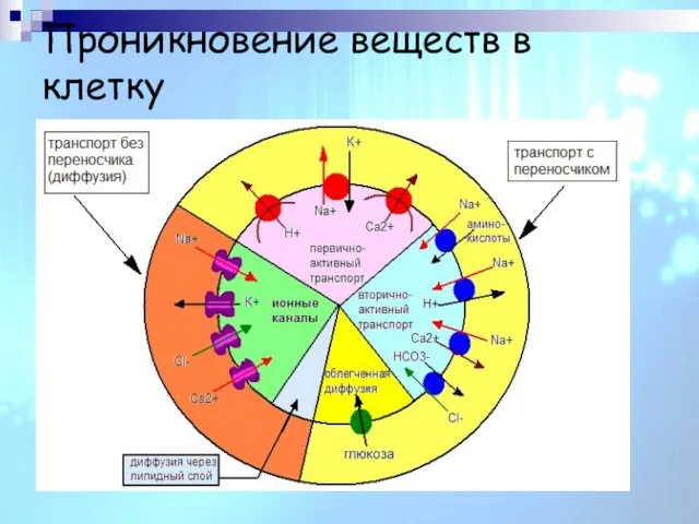 Проникновение веществ в клетку