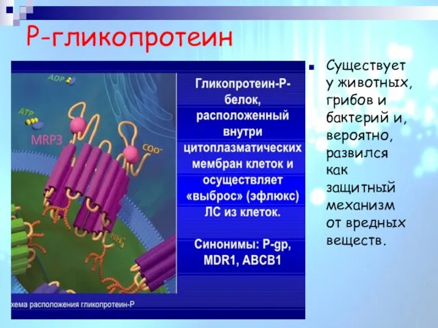 P-гликопротеин Существует у животных, грибов и бактерий и, вероятно, развился как защитный механизм от вредных веществ.