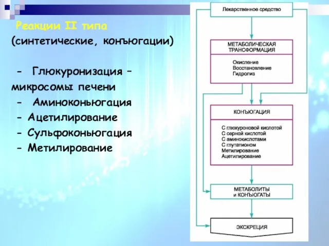 Реакции II типа (синтетические, конъюгации) - Глюкуронизация – микросомы печени -