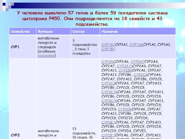 У человека выявлено 57 генов и более 59 псевдогенов системы цитохрома