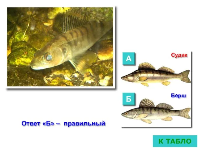 11. Берш (бёрш, волжский судак) – вид рыб из семейства окуневых.