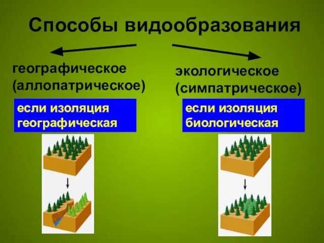 Способы видообразования географическое (аллопатрическое) экологическое (симпатрическое) если изоляция географическая если изоляция биологическая