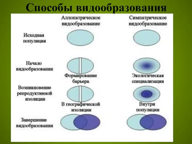 Способы видообразования