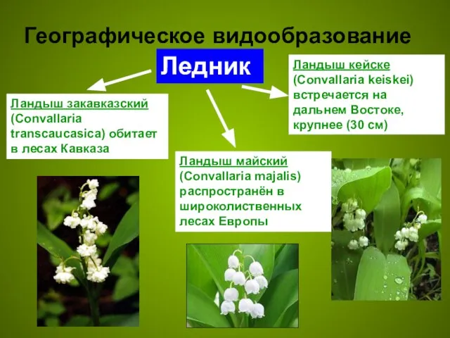 Географическое видообразование Ландыш майский (Convallaria majalis) распространён в широколиственных лесах Европы