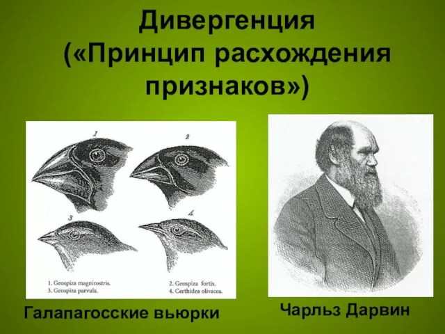 Дивергенция («Принцип расхождения признаков») Чарльз Дарвин Галапагосские вьюрки