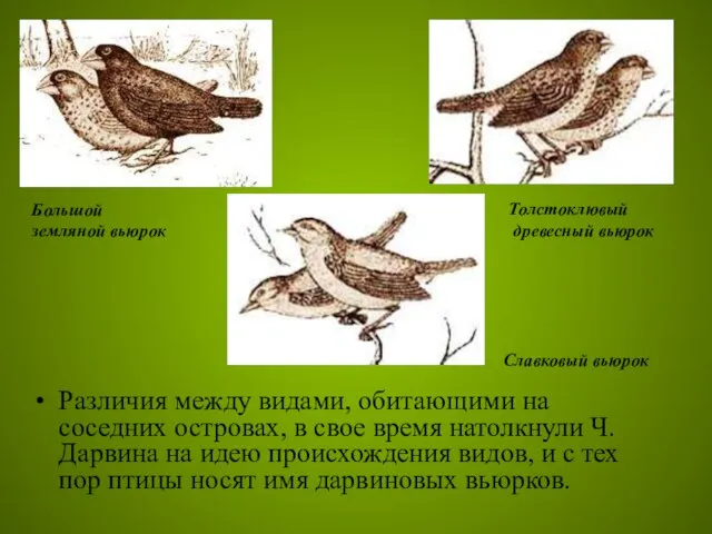Различия между видами, обитающими на соседних островах, в свое время натолкнули