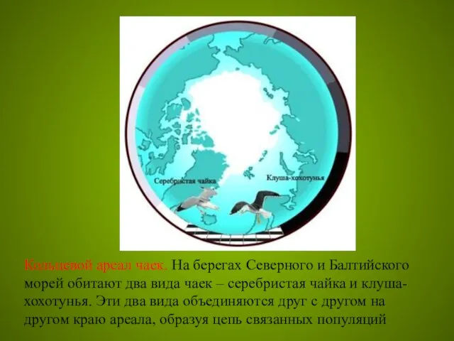 Кольцевой ареал чаек. На берегах Северного и Балтийского морей обитают два