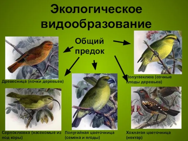 Экологическое видообразование Попугайная цветочница (семена и ягоды) Древесница (почки деревьев) Серпоклювка