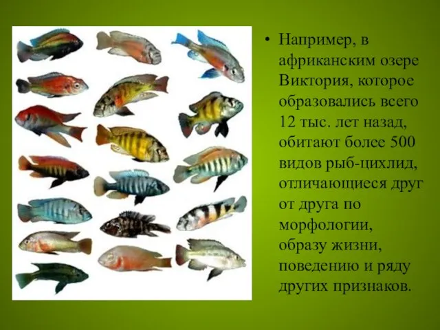 Например, в африканским озере Виктория, которое образовались всего 12 тыс. лет