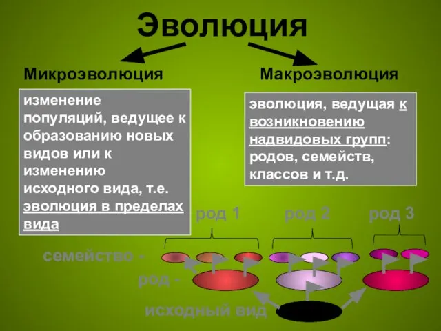 Эволюция Микроэволюция Макроэволюция изменение популяций, ведущее к образованию новых видов или