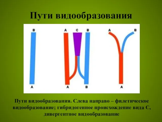Пути видообразования Пути видообразования. Слева направо – филетическое видообразование; гибридогенное происхождение вида С, дивергентное видообразование