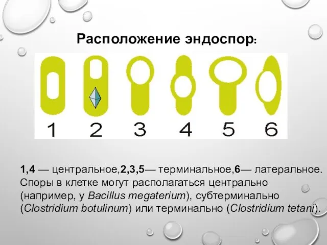 Расположение эндоспор: 1,4 — центральное,2,3,5— терминальное,6— латеральное. Споры в клетке могут