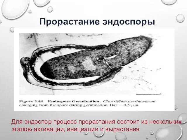 Прорастание эндоспоры Для эндоспор процесс прорастания состоит из нескольких этапов: активации, инициации и вырастания