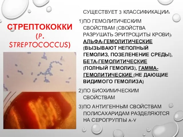 СТРЕПТОКОККИ (P. STREPTOCOCCUS) СУЩЕСТВУЕТ 3 КЛАССИФИКАЦИИ: ПО ГЕМОЛИТИЧЕСКИМ СВОЙСТВАМ (СВОЙСТВА РАЗРУШАТЬ