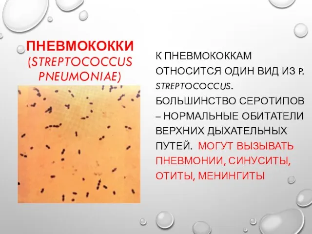 ПНЕВМОКОККИ (STREPTOCOCCUS PNEUMONIAE) К ПНЕВМОКОККАМ ОТНОСИТСЯ ОДИН ВИД ИЗ P. STREPTOCOCCUS.