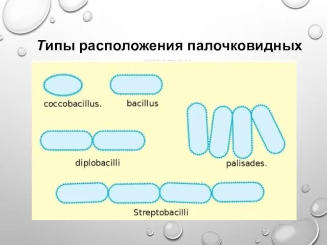 Типы расположения палочковидных клеток: