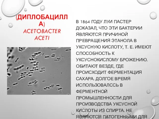 (ДИПЛОБАЦИЛЛА) ACETOBACTER ACETI В 1864 ГОДУ ЛУИ ПАСТЕР ДОКАЗАЛ, ЧТО ЭТИ