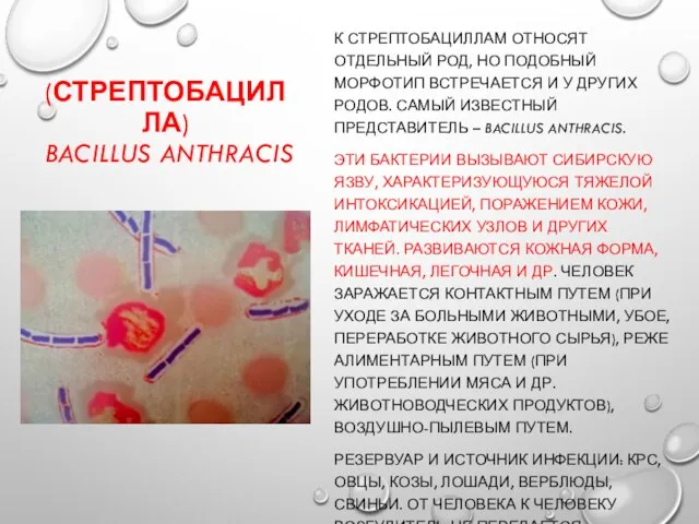 (СТРЕПТОБАЦИЛЛА) BACILLUS ANTHRACIS К СТРЕПТОБАЦИЛЛАМ ОТНОСЯТ ОТДЕЛЬНЫЙ РОД, НО ПОДОБНЫЙ МОРФОТИП