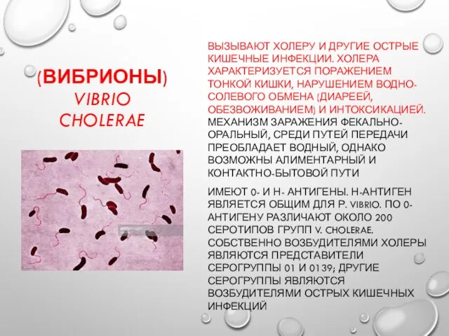 (ВИБРИОНЫ) VIBRIO CHOLERAE ВЫЗЫВАЮТ ХОЛЕРУ И ДРУГИЕ ОСТРЫЕ КИШЕЧНЫЕ ИНФЕКЦИИ. ХОЛЕРА