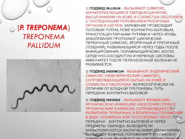 (P. TREPONEMA) TREPONEMA PALLIDUM 1) ПОДВИД PALLIDUM – ВЫЗЫВАЮТ СИФИЛИС, ХАРАКТЕРИЗУЮЩИЙСЯ