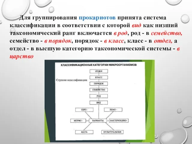 Для группирования прокариотов принята система классификации в соответствии с которой вид