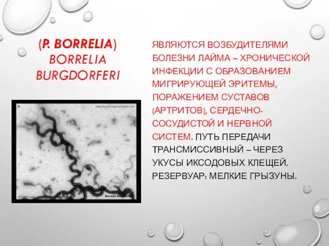 (P. BORRELIA) BORRELIA BURGDORFERI ЯВЛЯЮТСЯ ВОЗБУДИТЕЛЯМИ БОЛЕЗНИ ЛАЙМА – ХРОНИЧЕСКОЙ ИНФЕКЦИИ