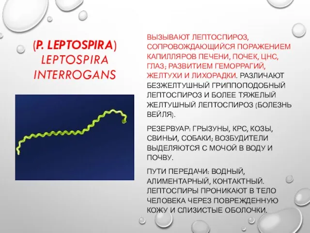 (P. LEPTOSPIRA) LEPTOSPIRA INTERROGANS ВЫЗЫВАЮТ ЛЕПТОСПИРОЗ, СОПРОВОЖДАЮЩИЙСЯ ПОРАЖЕНИЕМ КАПИЛЛЯРОВ ПЕЧЕНИ, ПОЧЕК,