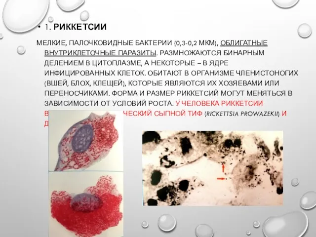 1. РИККЕТСИИ МЕЛКИЕ, ПАЛОЧКОВИДНЫЕ БАКТЕРИИ (0,3-0,2 МКМ), ОБЛИГАТНЫЕ ВНУТРИКЛЕТОЧНЫЕ ПАРАЗИТЫ. РАЗМНОЖАЮТСЯ