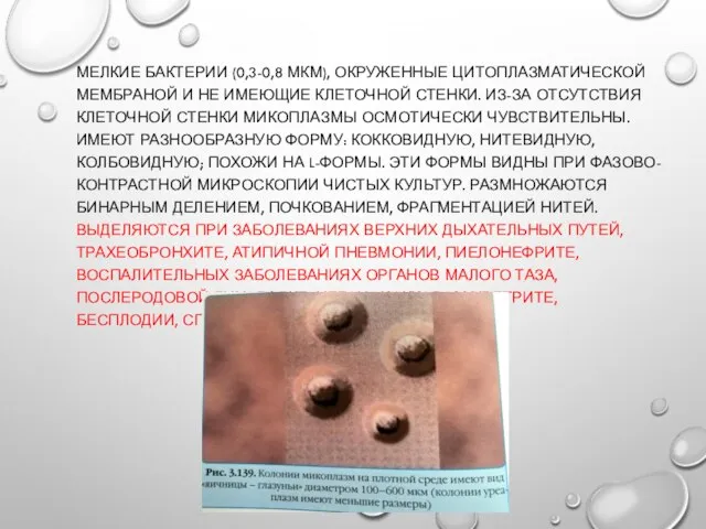 МЕЛКИЕ БАКТЕРИИ (0,3-0,8 МКМ), ОКРУЖЕННЫЕ ЦИТОПЛАЗМАТИЧЕСКОЙ МЕМБРАНОЙ И НЕ ИМЕЮЩИЕ КЛЕТОЧНОЙ