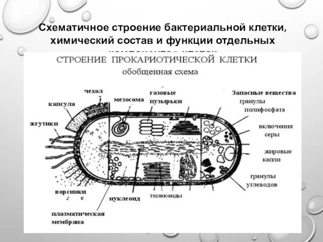 Схематичное строение бактериальной клетки, химический состав и функции отдельных компонентов клеток