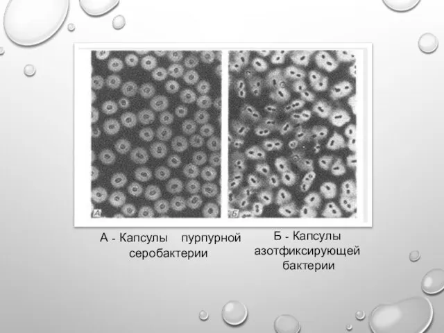 А - Капсулы пурпурной серобактерии Б - Капсулы азотфиксирующей бактерии
