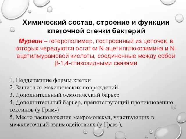 Химический состав, строение и функции клеточной стенки бактерий Муреин – гетерополимер,