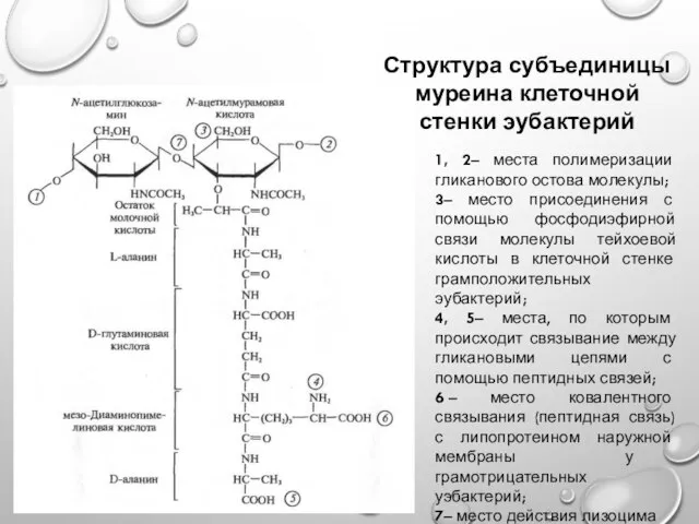 Структура субъединицы муреина клеточной стенки эубактерий 1, 2– места полимеризации гликанового