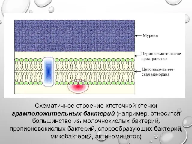 Схематичное строение клеточной стенки грамположительных бактерий (например, относится большинство из: молочнокислых