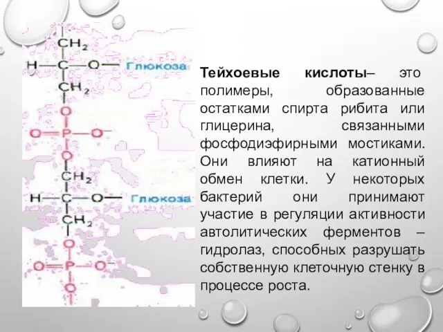 Тейхоевые кислоты– это полимеры, образованные остатками спирта рибита или глицерина, связанными