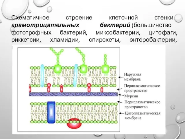 Схематичное строение клеточной стенки грамотрицательных бактерий (большинство фототрофных бактерий, миксобактерии, цитофаги,