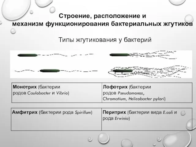 Строение, расположение и механизм функционирования бактериальных жгутиков Типы жгутикования у бактерий