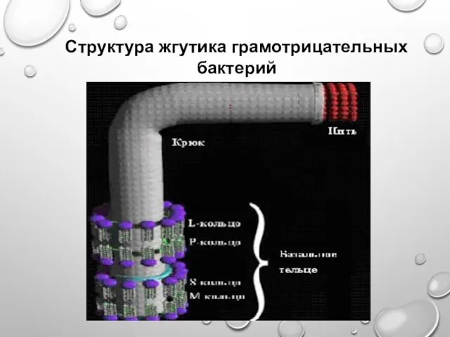 Структура жгутика грамотрицательных бактерий (по T. Паустиану, 2001)