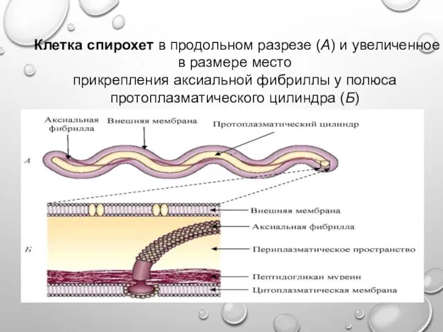 Клетка спирохет в продольном разрезе (А) и увеличенное в размере место