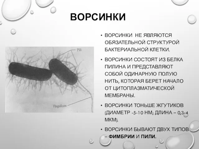 ВОРСИНКИ ВОРСИНКИ НЕ ЯВЛЯЮТСЯ ОБЯЗАТЕЛЬНОЙ СТРУКТУРОЙ БАКТЕРИАЛЬНОЙ КЛЕТКИ. ВОРСИНКИ СОСТОЯТ ИЗ