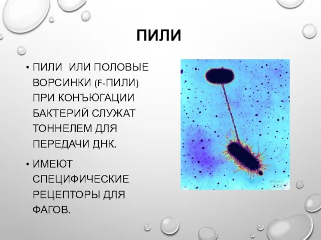 ПИЛИ ПИЛИ ИЛИ ПОЛОВЫЕ ВОРСИНКИ (F-ПИЛИ) ПРИ КОНЪЮГАЦИИ БАКТЕРИЙ СЛУЖАТ ТОННЕЛЕМ