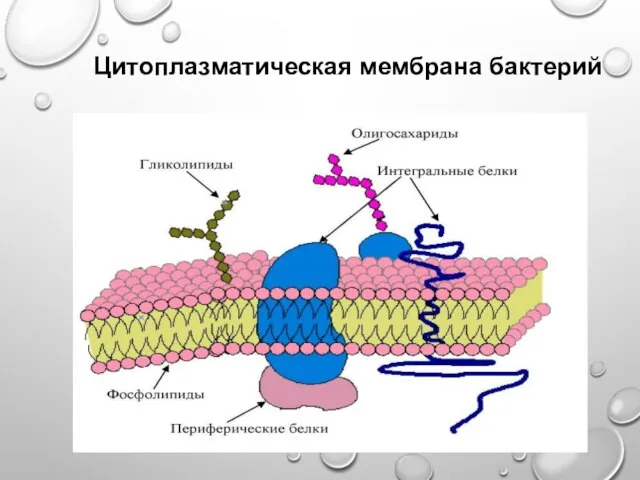 Цитоплазматическая мембрана бактерий