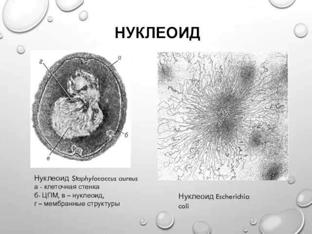 НУКЛЕОИД Нуклеоид Staphylococcus aureus а - клеточная стенка б- ЦПМ, в