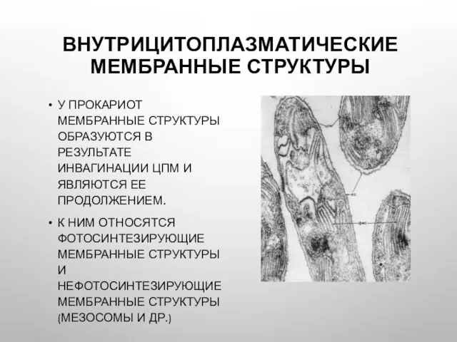 ВНУТРИЦИТОПЛАЗМАТИЧЕСКИЕ МЕМБРАННЫЕ СТРУКТУРЫ У ПРОКАРИОТ МЕМБРАННЫЕ СТРУКТУРЫ ОБРАЗУЮТСЯ В РЕЗУЛЬТАТЕ ИНВАГИНАЦИИ