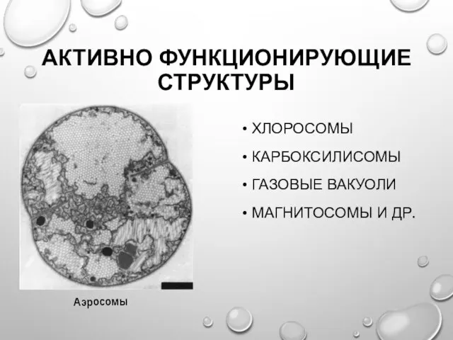 АКТИВНО ФУНКЦИОНИРУЮЩИЕ СТРУКТУРЫ ХЛОРОСОМЫ КАРБОКСИЛИСОМЫ ГАЗОВЫЕ ВАКУОЛИ МАГНИТОСОМЫ И ДР. Аэросомы