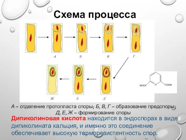 Схема процесса спорообразования А – отделение протопласта споры; Б, В, Г