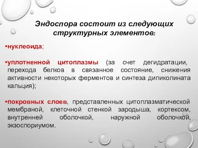 Эндоспора состоит из следующих структурных элементов: нуклеоида; уплотненной цитоплазмы (за счет