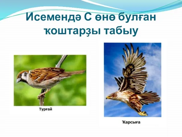 Исемендә С өнө булған ҡоштарҙы табыу