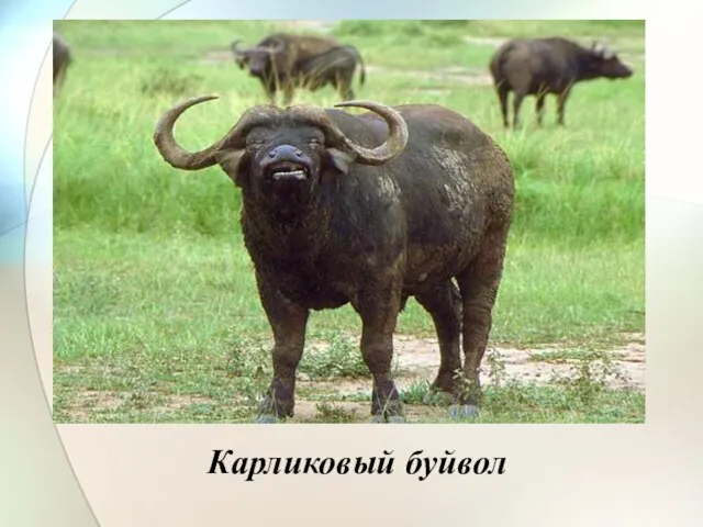 Карликовый буйвол